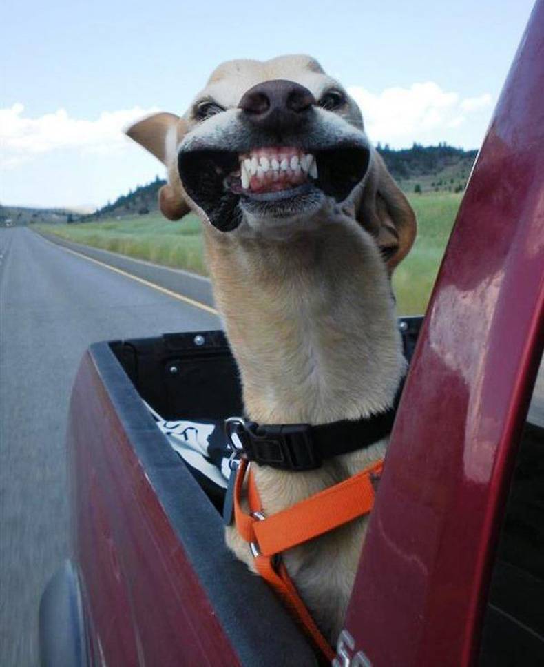 funny dogs with their heads out of car windows