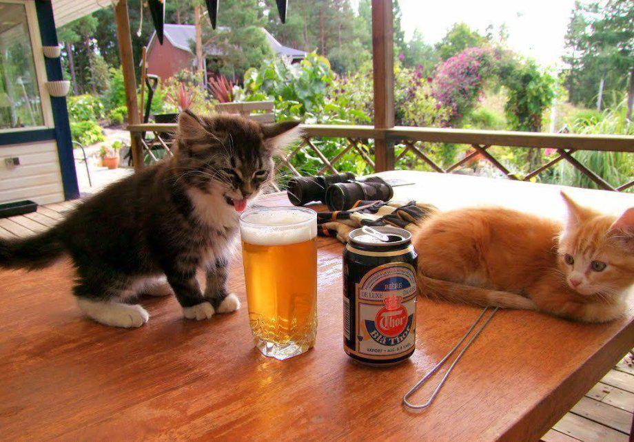 beer kitten