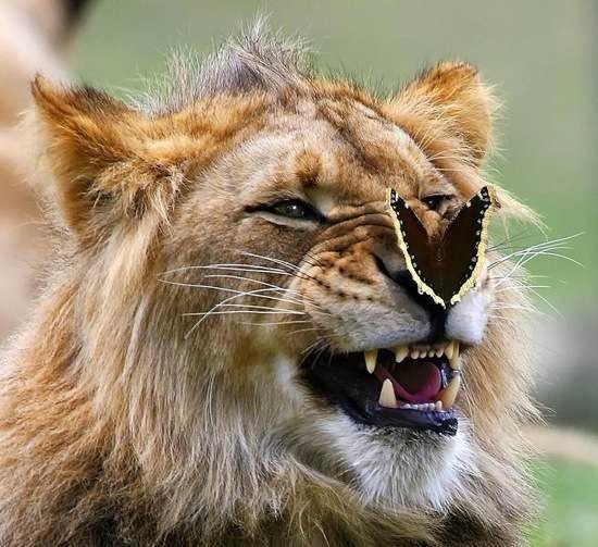 lion and butterfly