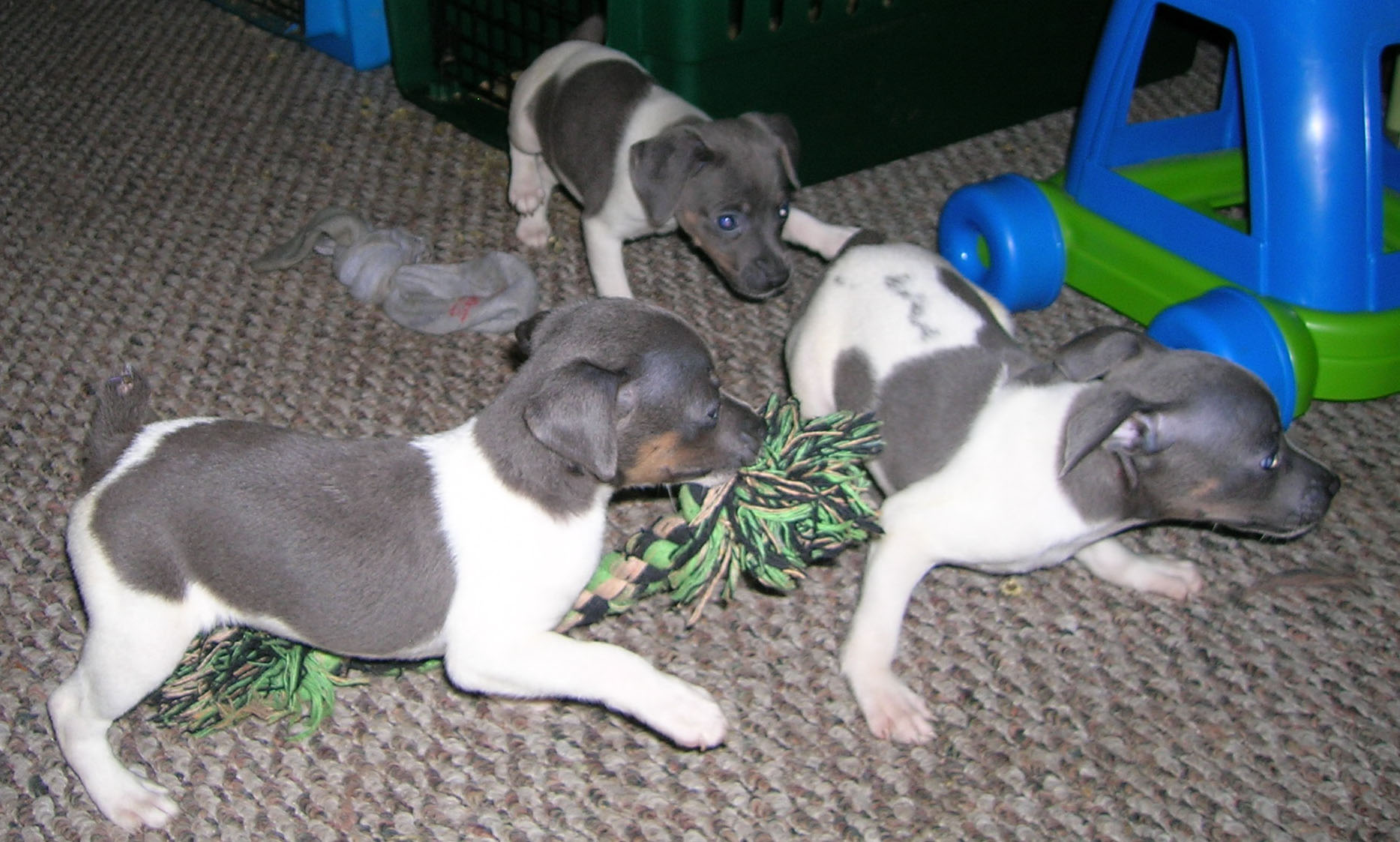 This is my rat terrier puppy Sonic and his brother and sister playing around with each other.