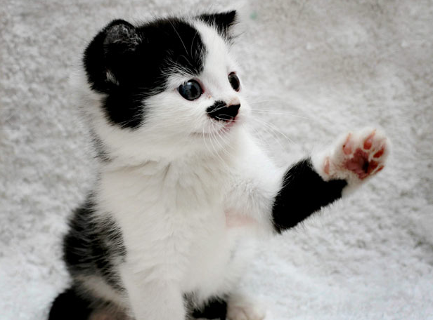 Cats That Look Like Hitler