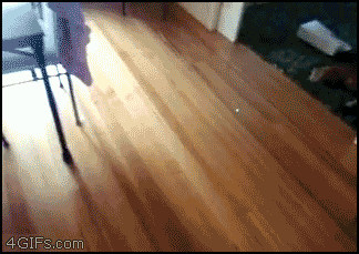 animal related funny gifs