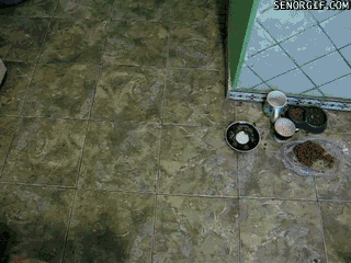 animal related funny gifs