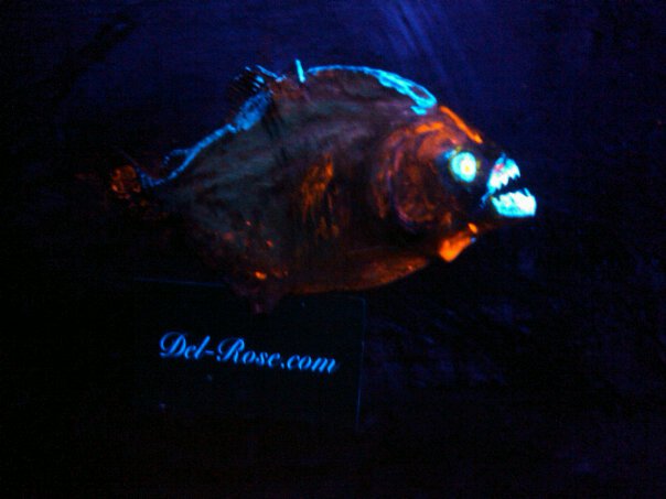 Fish Glowing