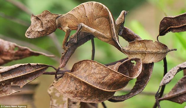A Satanic Leaf-tailed Gecko hides from predators in Andasibe-Mantadia National Park, Madagascar