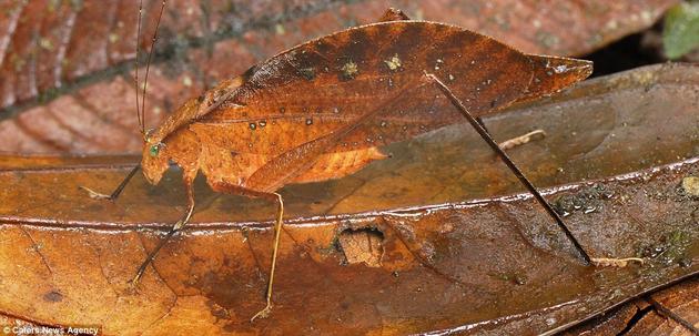 This Leaf Katydid looks like a part of the forest floor in San Cipriano Reserve, Colombia.