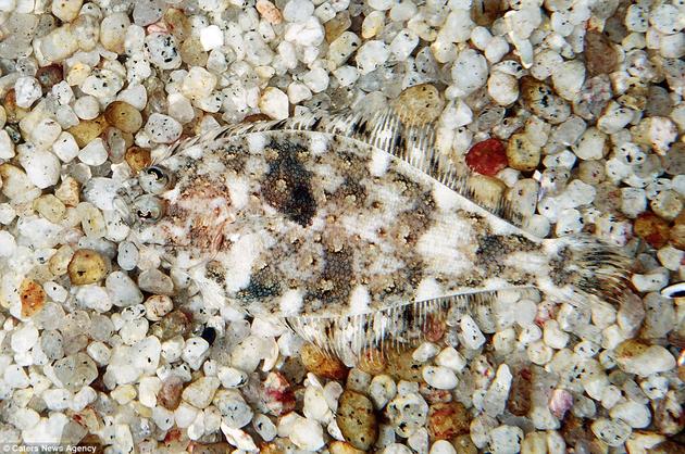 A Speckled Sanddab blending in perfectly with the pebbled ocean floor.