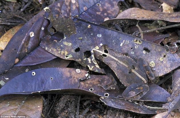 A Bat-faced Toad hides among dead leaves in Amacayacu National Park, Colombia.