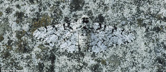 This Peppered Moth has found the perfect hiding place on a rock.