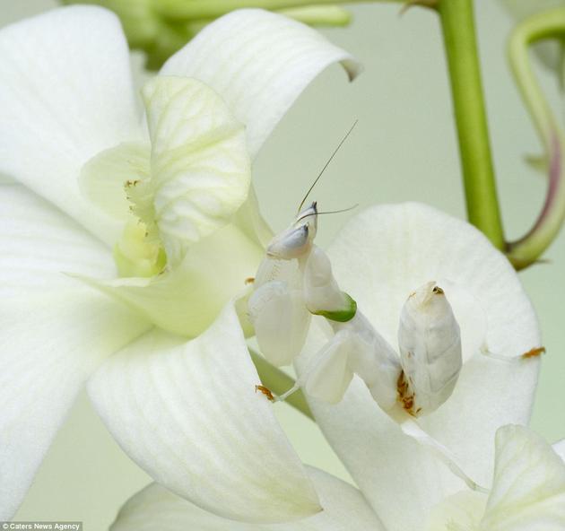 An Orchid Mantis sits inside of a flower.