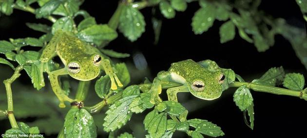 A pair of Glass Frogs shelter in foliage at Manu National Park, Peru.