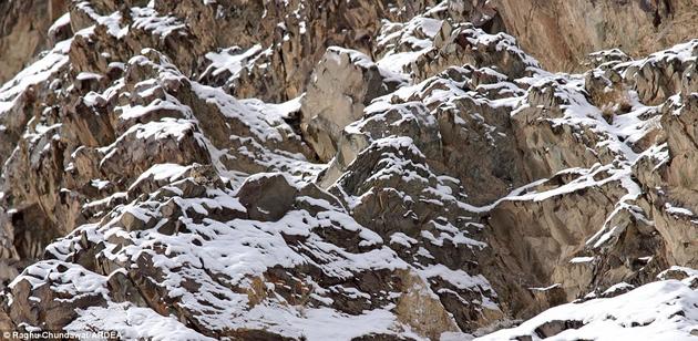 A snow leopard looks for prey in the Himalayas.