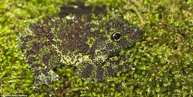 A Vietnamese Mossy Frog is perfectly adapted to its surroundings.