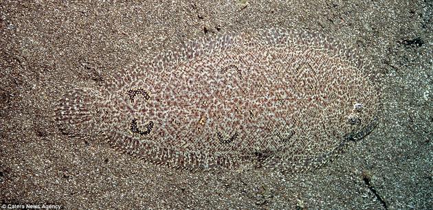 A Righteye Flounder camouflages himself on the ocean floor.