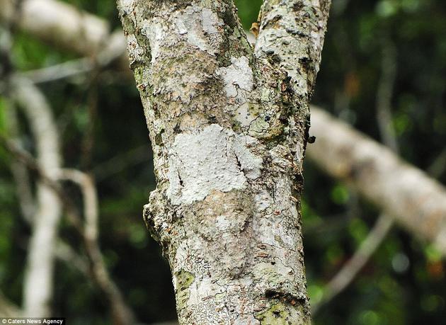 This Mossy Leaf-tailed Gecko is a master of disguise in Montagne dAmbre National Park, Madagascar. Hardest one to spot! Just look for the head shape of a Gecko.