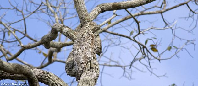 The Great Potoo hides in a tree in Brazil as it searches for food.