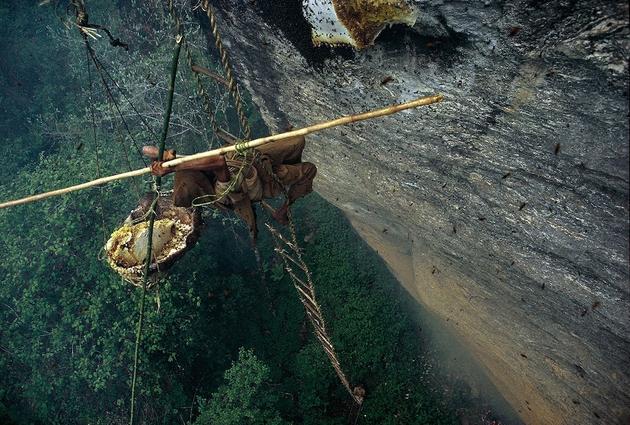The honey hunters use sharpened bamboo poles to slice through the honeycomb to dislodge it from the cliff.