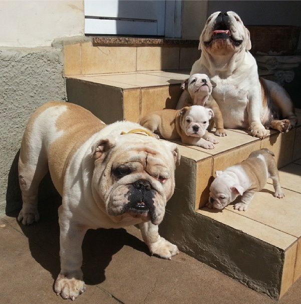 Very Cute Bulldog Puppies