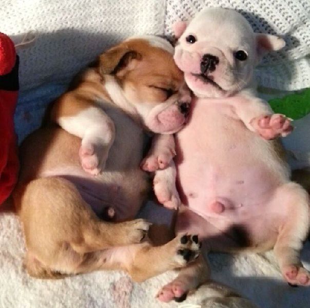 Very Cute Bulldog Puppies