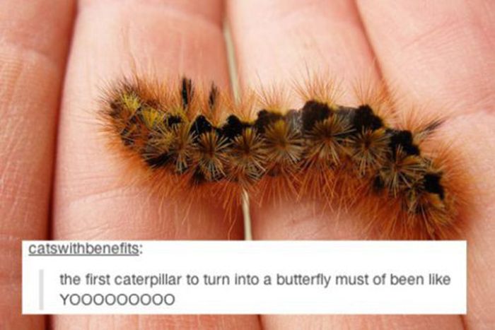 tumblr - wisdom memes - catswithbenefits the first caterpillar to turn into a butterfly must of been YOOO000000