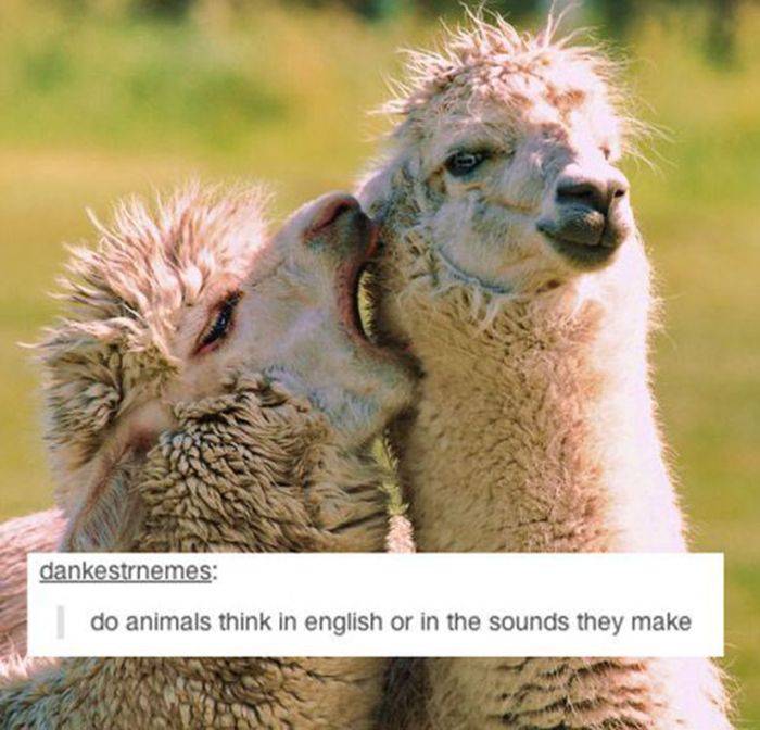 tumblr - love me funny - dankestrnemes do animals think in english or in the sounds they make