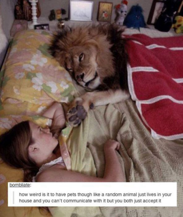 tumblr - melanie griffith lion bed - bombliate how weird is it to have pets though a random animal just lives in your house and you can't communicate with it but you both just accept it