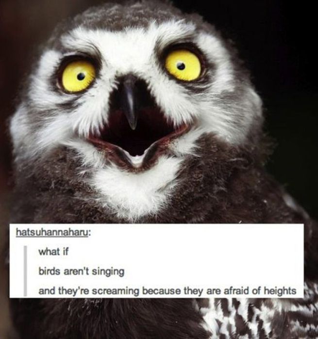 tumblr - things that will make you question life - 00 hatsuhannaharu what if birds aren't singing and they're screaming because they are afraid of heights