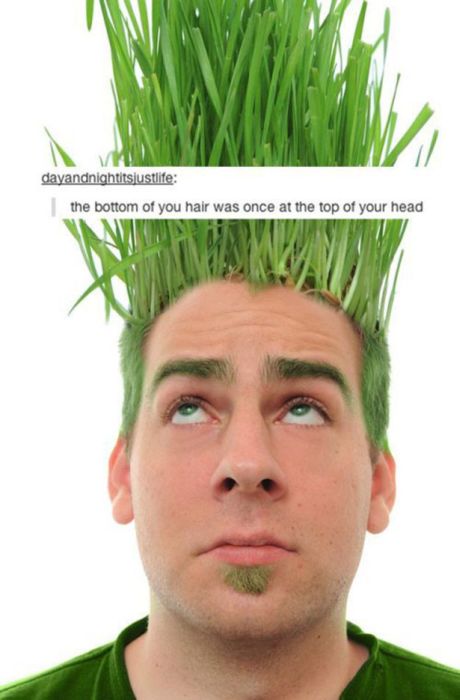 tumblr - shutterstock funny - dayandnightitsjustlife the bottom of you hair was once at the top of your head