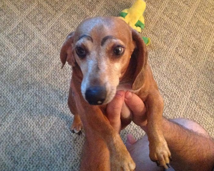 Dogs with Eyebrows