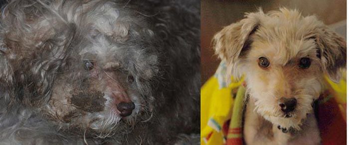 Animals Before  After Rescue