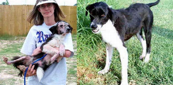 Animals Before  After Rescue