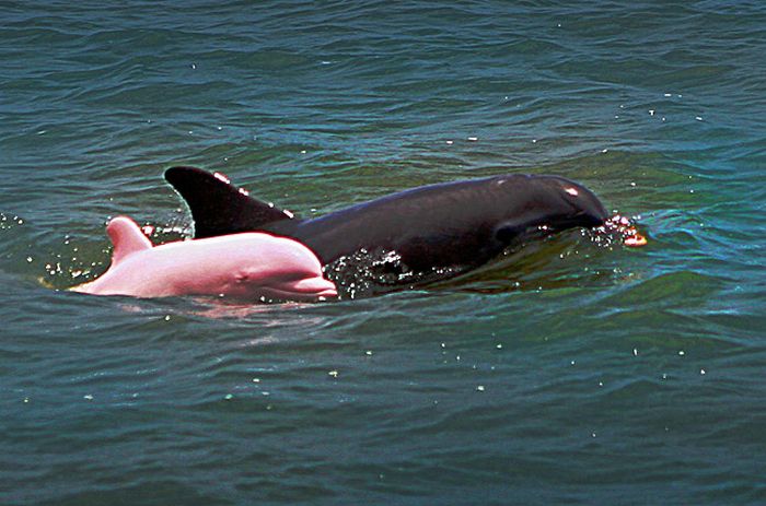 Albino Animals And A Pink Dolphin