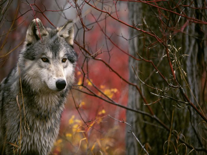 Photos of Wolves