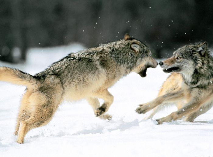 Photos of Wolves