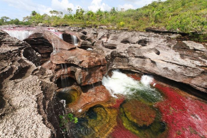 Cano Cristales aka The River of Five Colors