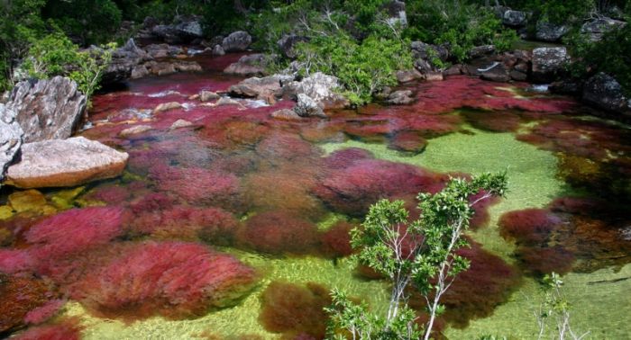 Cano Cristales aka The River of Five Colors