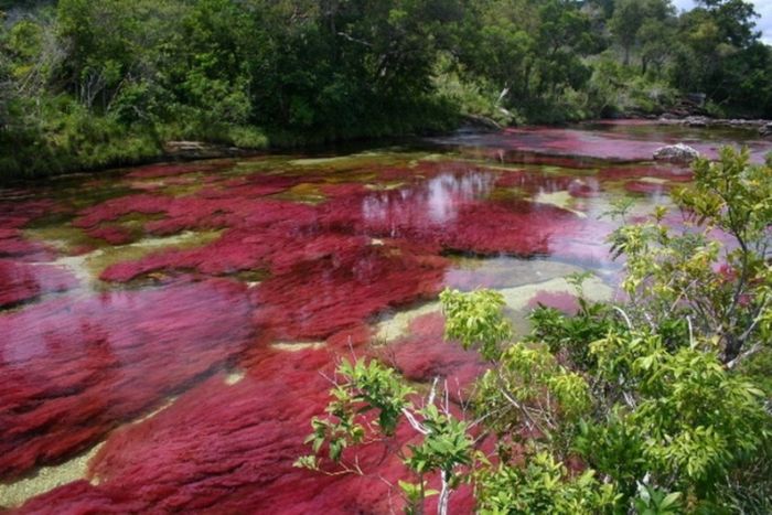 Cano Cristales aka The River of Five Colors