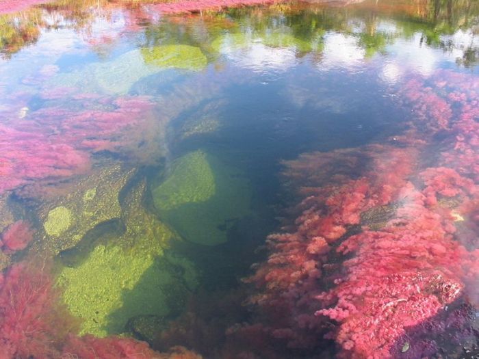 Cano Cristales aka The River of Five Colors