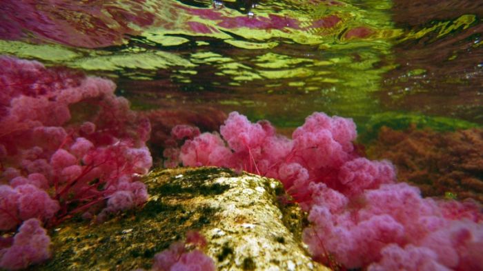 Cano Cristales aka The River of Five Colors