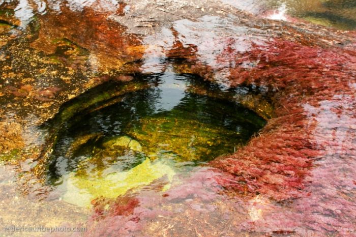 Cano Cristales aka The River of Five Colors