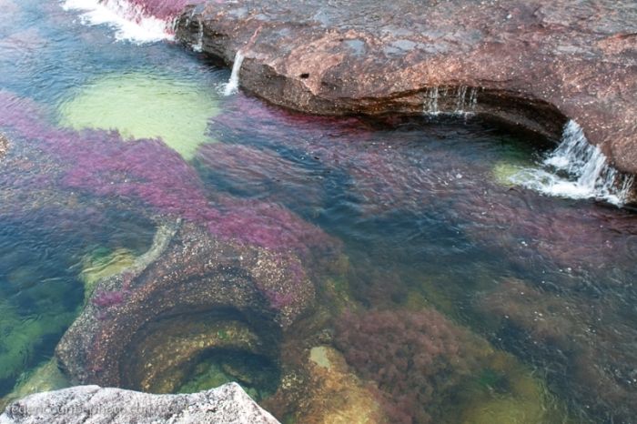 Cano Cristales aka The River of Five Colors