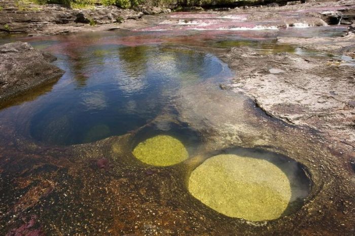 Cano Cristales aka The River of Five Colors