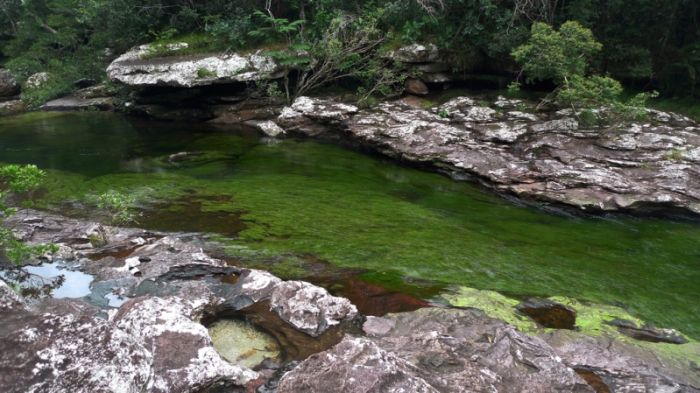 Cano Cristales aka The River of Five Colors