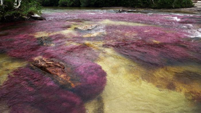 Cano Cristales aka The River of Five Colors