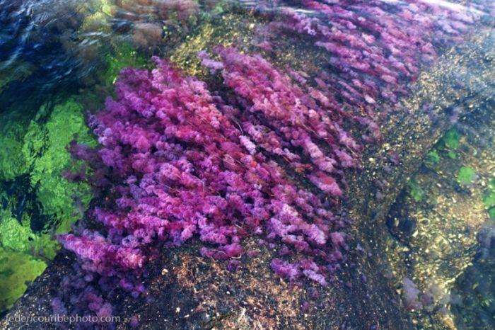 Cano Cristales aka The River of Five Colors