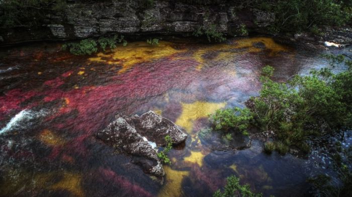 Cano Cristales aka The River of Five Colors