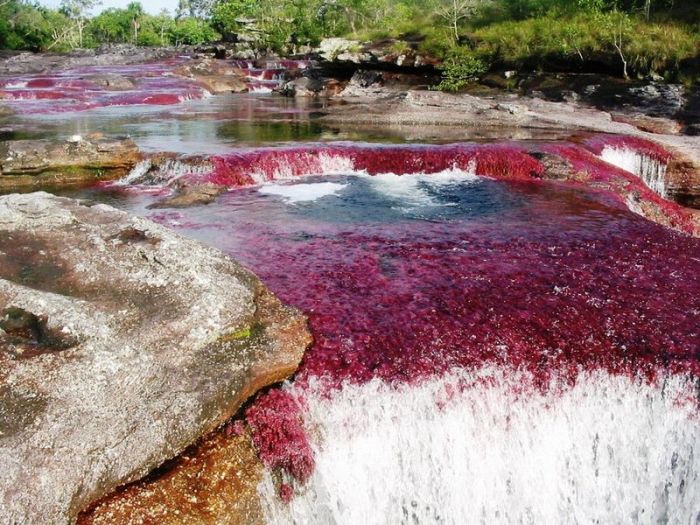 Cano Cristales aka The River of Five Colors