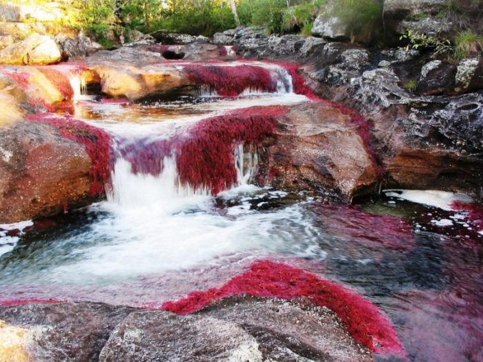 Cano Cristales aka The River of Five Colors