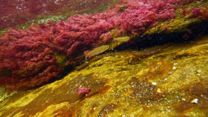 Cano Cristales aka The River of Five Colors