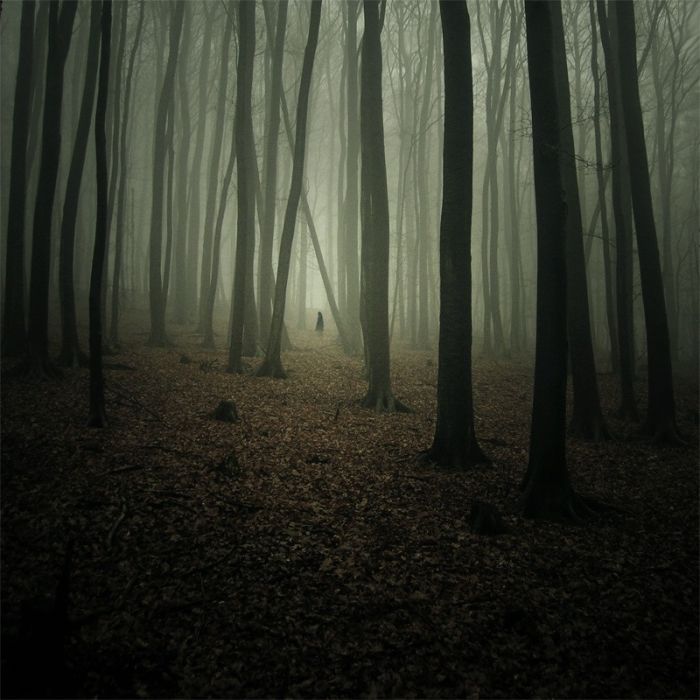 Fog Forests